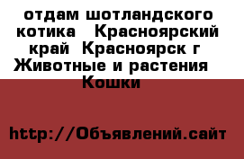 отдам шотландского котика - Красноярский край, Красноярск г. Животные и растения » Кошки   